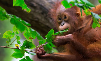 Malesia: la foresta del Borneo da salvare