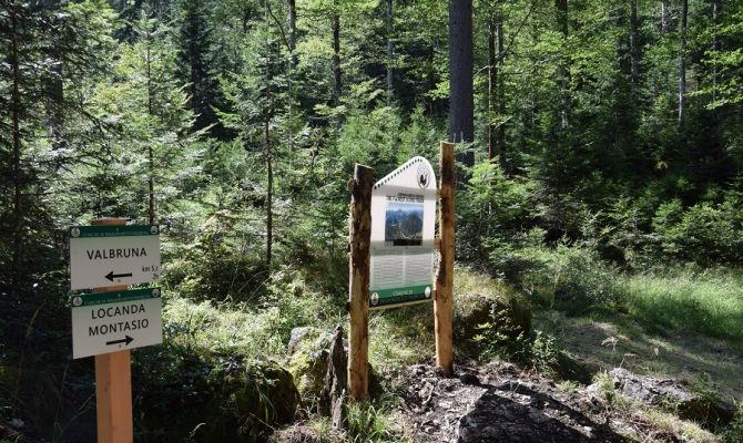 Sentiero nel bosco