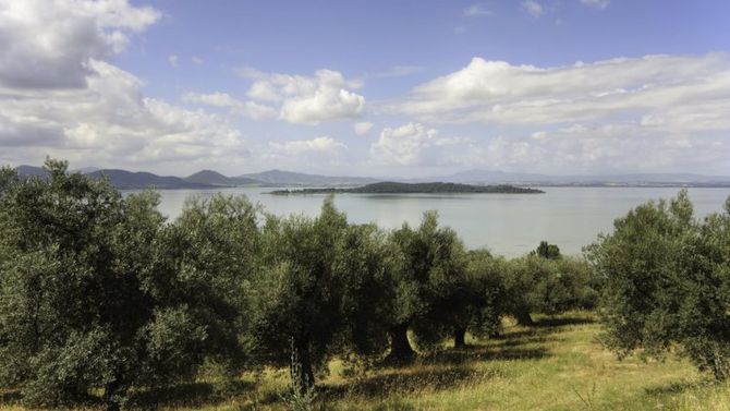Olio Umbria DOP