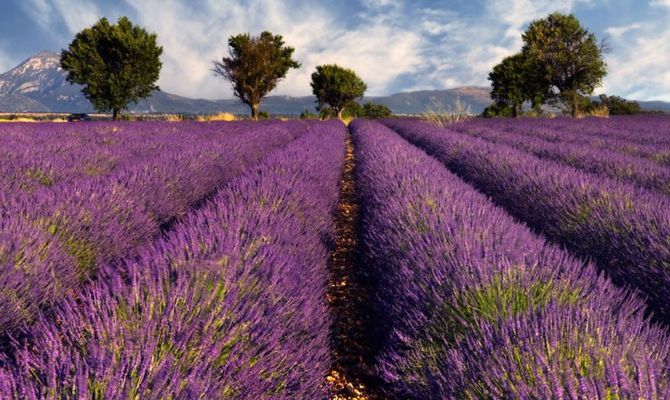 Campi di lavanda in Provenza