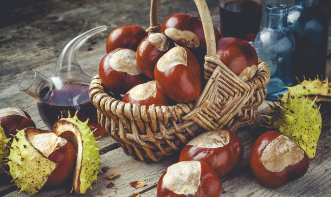 frutti dell'albero castagno<br>
