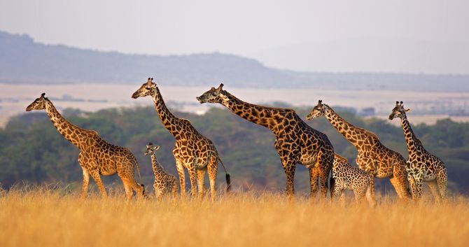 Safari in Africa