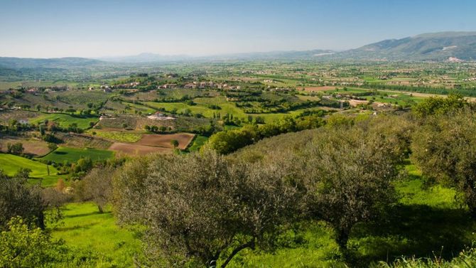 Olio Umbria DOP