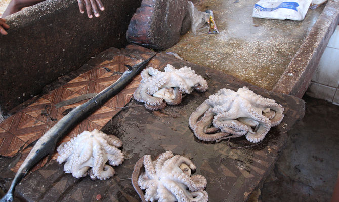 pescheria Zanzibar con polipo e pesce su piano, ittica