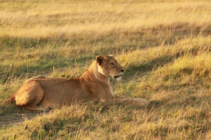 Natura: Gorongosa National Park, Mozambico