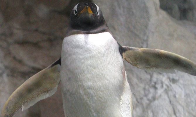 Acquario di Genova - Pinguini