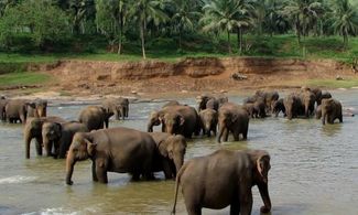 In Sri Lanka con gli elefanti 