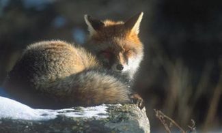 Buon compleanno Parco!
