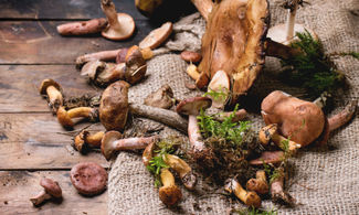 Nelle Valli Piemontesi in cerca di funghi