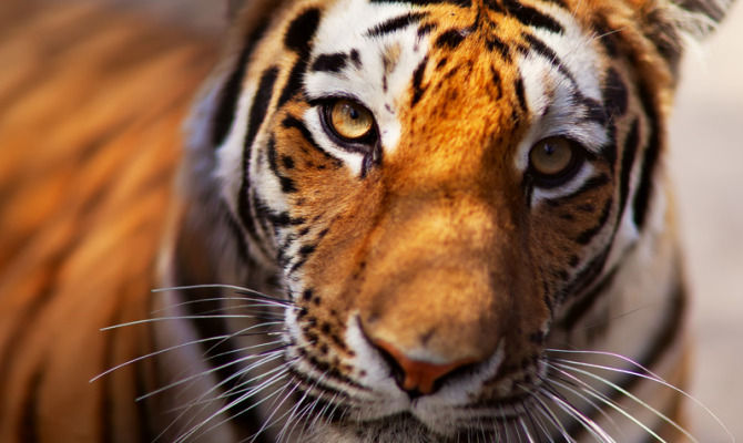 tigre langhe felino safari giardino zoologico 