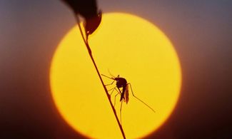 Vacanze senza punture: arriva il  meteo zanzare 