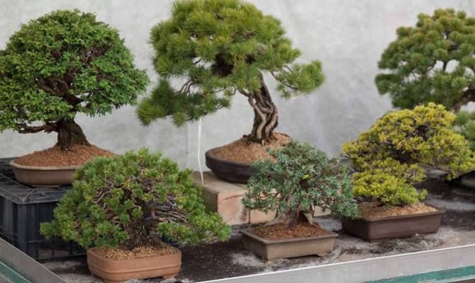 bonsai