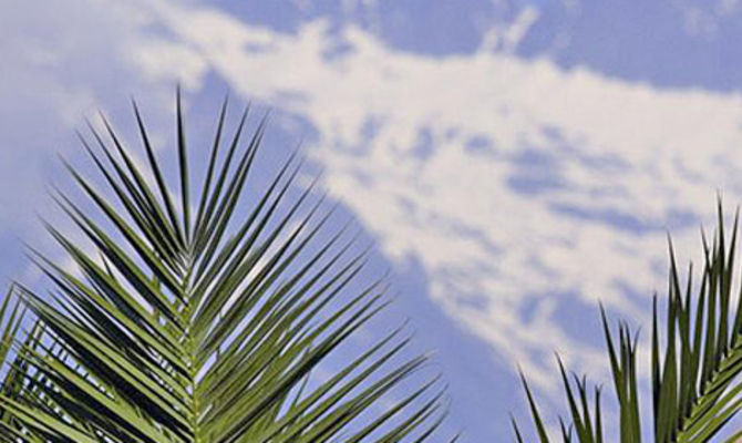 Le palme di Merano