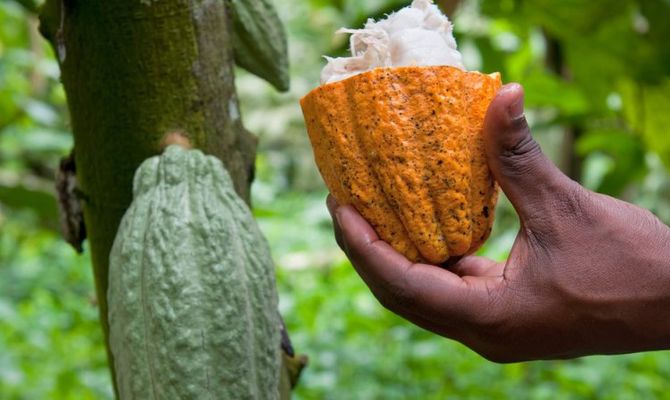 raccolta cacao