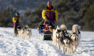 sleddog a Tarvisio