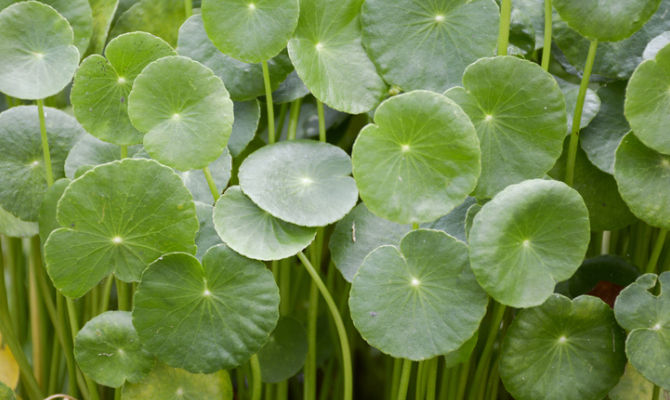 centella asiatica, Sri Lanka