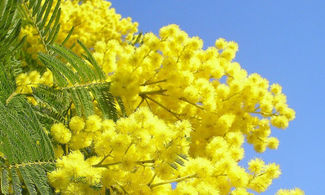Sagra della Mimosa, gusto in giallo nel Golfo Paradiso