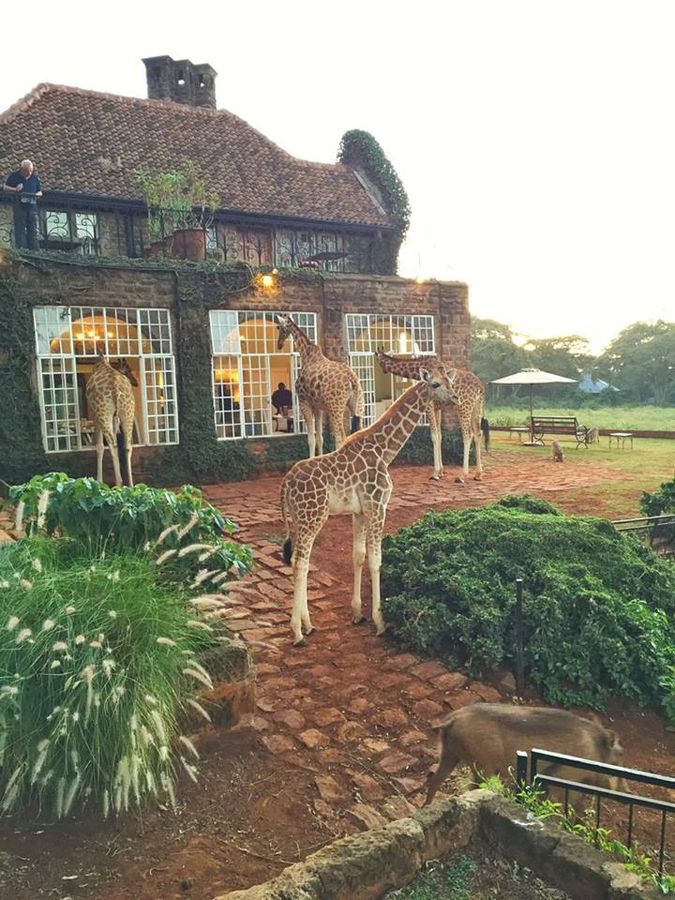 Giraffe Manor