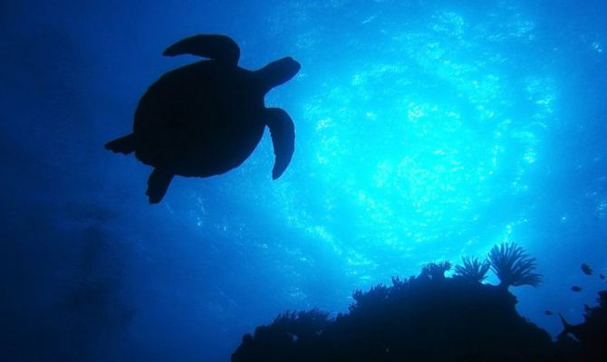 Tartaruga Caretta Caretta