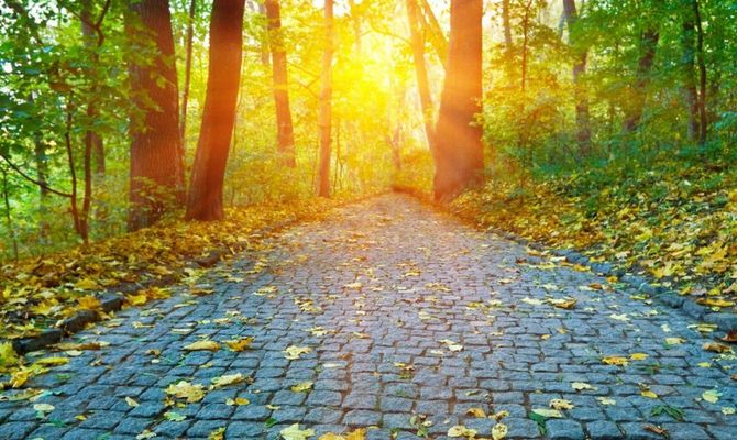 Strada con foglie in una foresta al tramonto