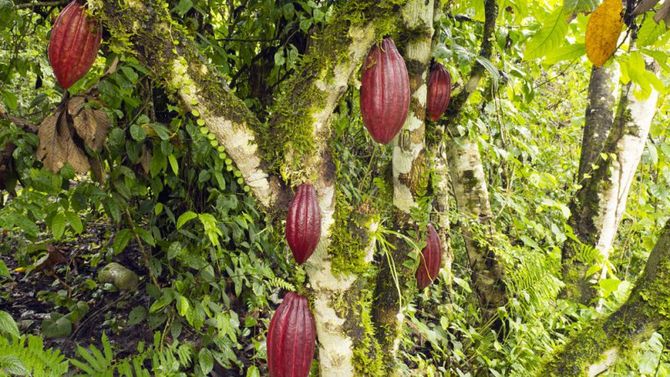 Piante di cacao