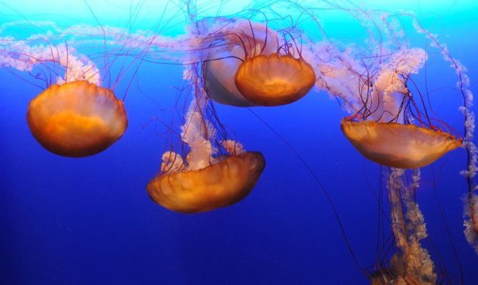meduse
