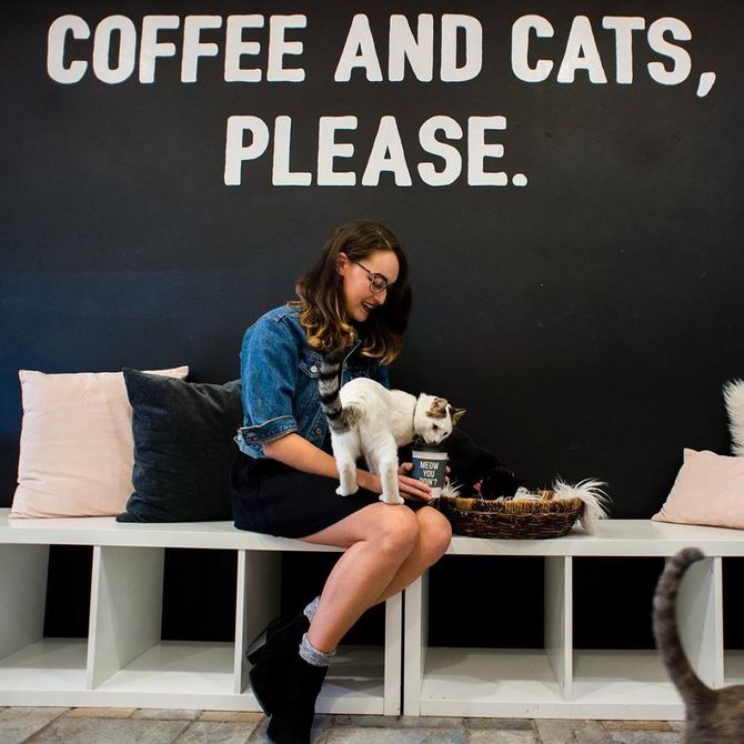 Crumbs &amp; Whiskers e gli altri imperdibili pet cafe