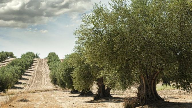 Vie dell&amp;#39;Olio, Friuli Venezia Giulia DOP Tergeste