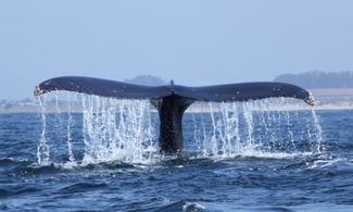 In Polinesia a  caccia  di balene