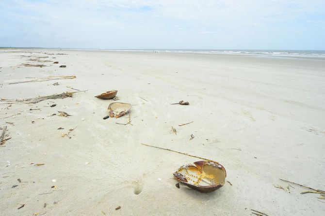 Cumberland Island National Seashore