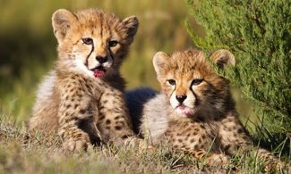 Cuccioli di leopardo