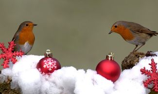 Pettirossi su rami con neve e palle di Natale