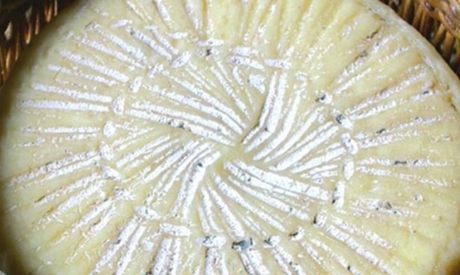 Canestrato Pugliese: il formaggio a forma di fiscella