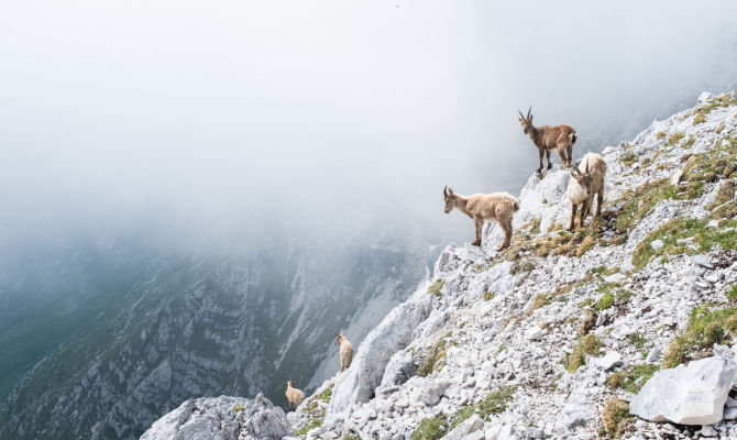 Camosci sulle Dolomiti