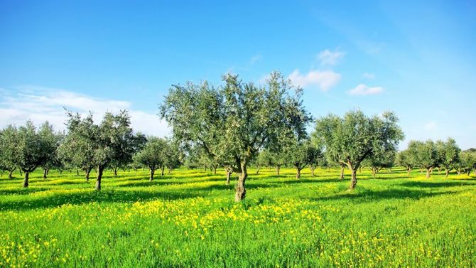 Olio Dop Euganei e Berici foto