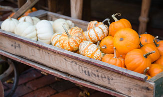 La meravigliosa festa della zucca di Venzone 