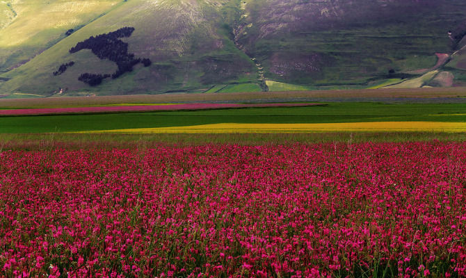 Fioritura Castelluccio di Norcia