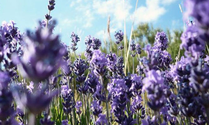 lavanda