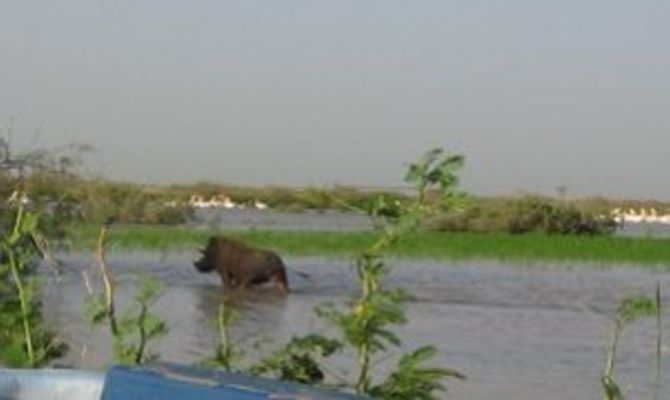 Scheda Senegal