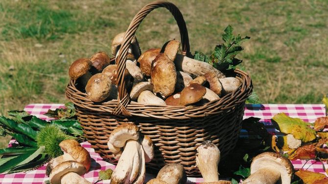 Cesto di funghi porcini