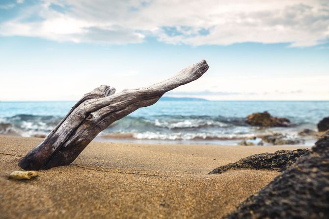 Driftwood Beach