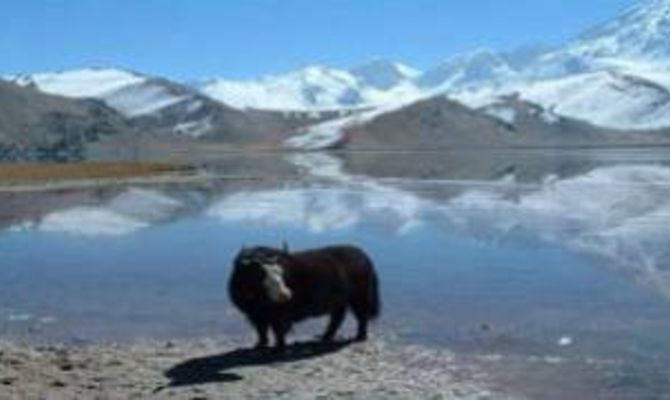 Scheda Mongolia