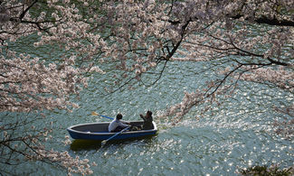 hanami tokyio fioritura ciliegi