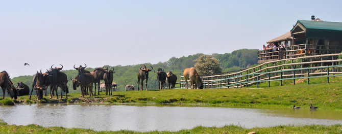 Port Lympne Wild Animal Park