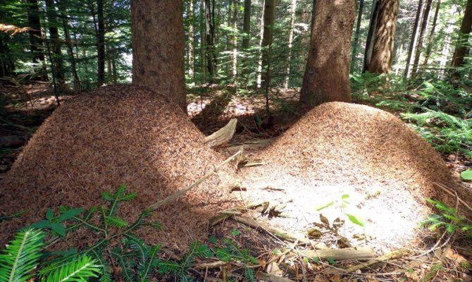 formicaio bosco montagna alpi boschi del giovato di palline