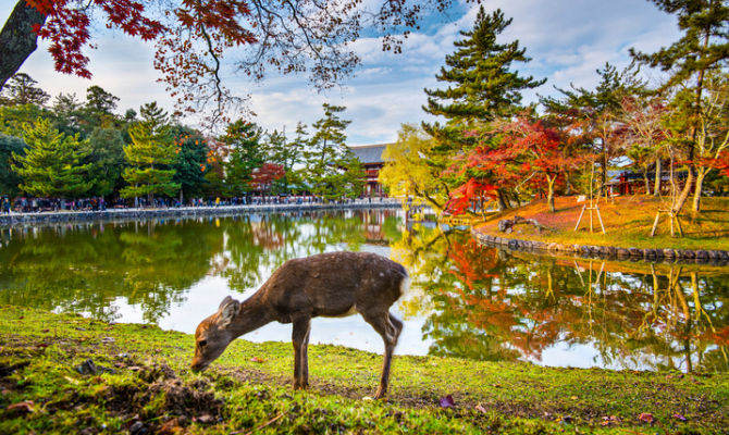 Nara, Giappone