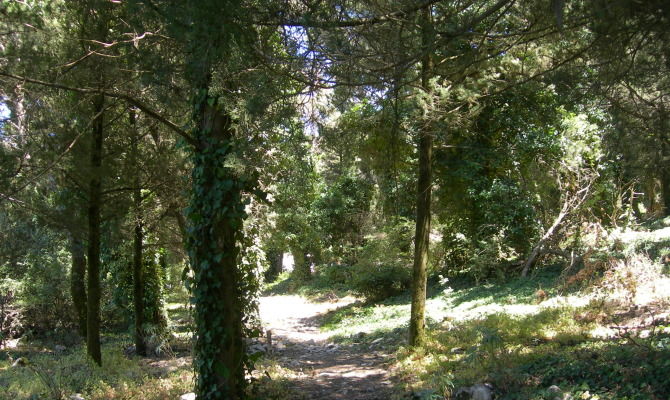 bosco di alcamo sentiero alberi sicilia natura