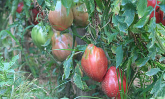 Pomodori giganti  made in Calabria 