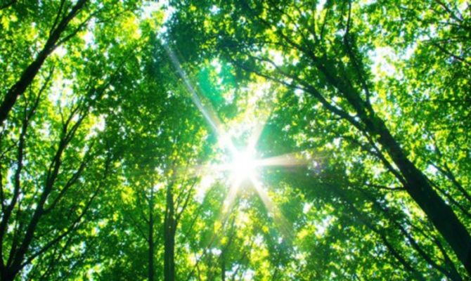 Scorcio alberi di una foresta