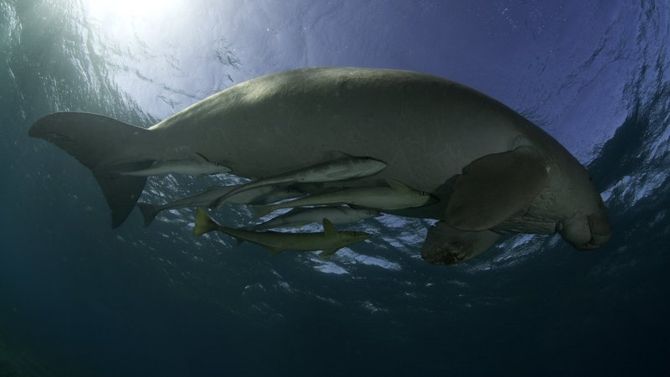 Marsa Alam foto